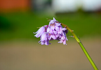 rózowe kwiaty hiacyntowca na rozmytym tle, Hyacinthoides, pink hyacinthoides flowers on a blurred background
