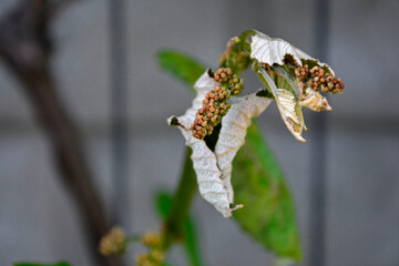 pąki i liście winorośli uszkodzone przez mróz, winorośl uszkodzona przez wiosenne przymrozki, buds and leaves of vines damaged by spring frosts, brown buds and leaves of grapevine after frosty night  © kateej