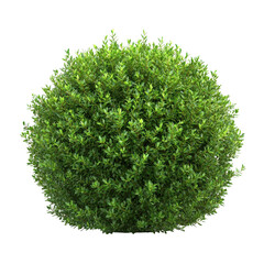 Naklejka premium Lush green bush isolated on a white background for design and illustration purposes, Isolated image a bush on a white background
