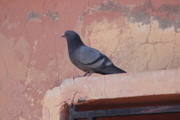 A close-up shot of a rock pigeon or rock dove