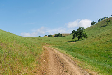 A winding dirt trail leads through grassy hills dotted with oak trees at Coyote Lake - Harvey Bear Ranch County Park on a clear spring day.