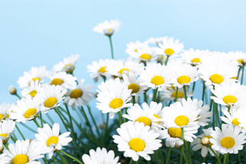 Fototapeta premium Large bush of beautiful blooming white daisies on a blue background.