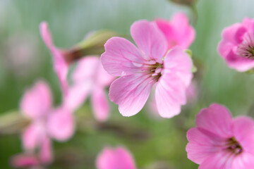 Pink wild flowers with beautiful petals. Blurred natural green background.