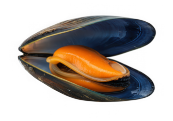Fresh raw opened mussel seafood isolated on transparent background