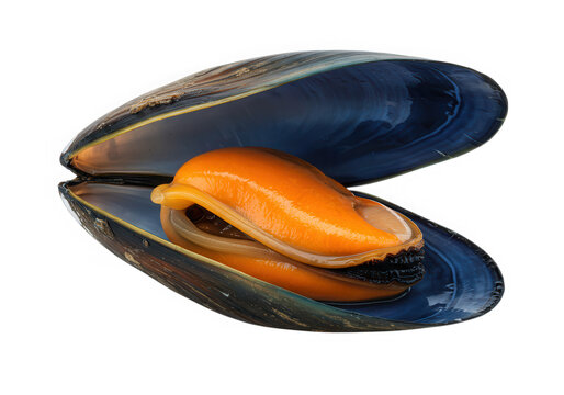 Fresh raw opened mussel seafood isolated on transparent background