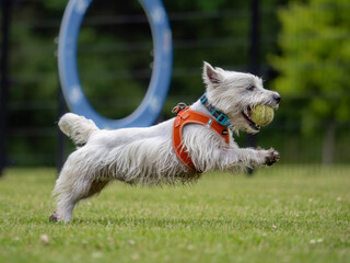 Dog running and playing at dog park