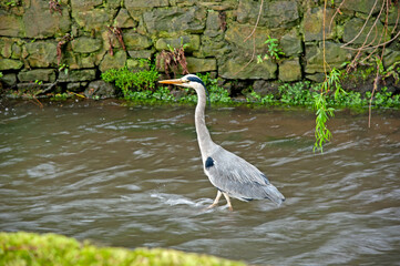 Grey Heron, Ireland