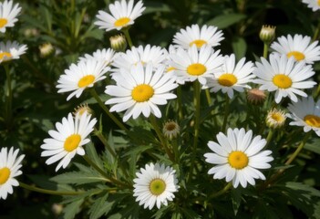 Fototapeta premium A vibrant cluster of white daisies with yellow centers in full bloom
