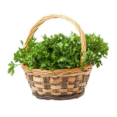 Fototapeta premium Fresh parsley in a woven basket on a clean Transparent background for culinary use, Parsley in basket isolated on PNG background