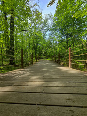 Winding Park Paths in Scenic Green Landscape