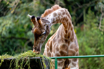 Head close up of a Giraffe eating at the zoo of São Paulo, Brazil