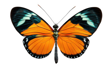 Delicate Butterfly with Striking Orange and Blue Patterns Captured Against a Transparent Background