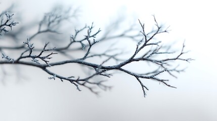 Obraz premium Close Up of a Delicate Grey Branch Against a White Background .