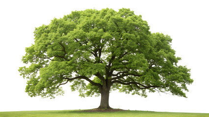 minimalist oak tree vector icon with round leafy crown