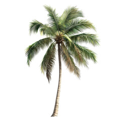 Isolated palm tree with vibrant green fronds on a clean Transparent background for tropical decor and design, Image palm tree isolated on PNG background