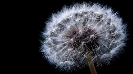 Fototapeta premium Closeup of a White Dandelion Seed Head Against a Black Background .