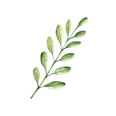 Green simple spring branch with leaves. Watercolor twig. Hand drawn wildflower illustration isolated on background, transparent png. Botanical and wedding illustration. Baby shower design elements