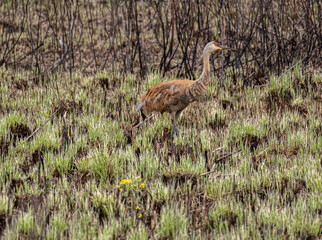 a sandhill crane feeds among new growth on a spring day