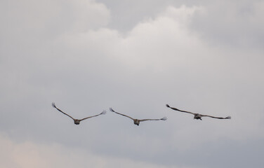 Three sandhill cranes with their wings spread wide fly to the clouds on a spring day
