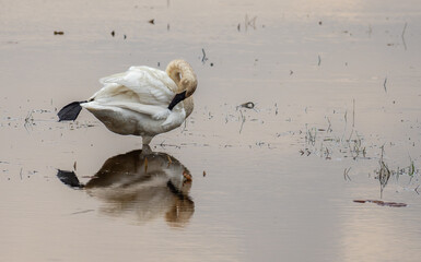 A trumpeter swan preens while standing on one leg and reflecting in the water on a spring day