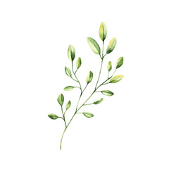 Obraz premium Green simple spring branch with leaves. Watercolor twig. Hand drawn wildflower illustration isolated on background, transparent png. Botanical and wedding illustration. Baby shower design elements
