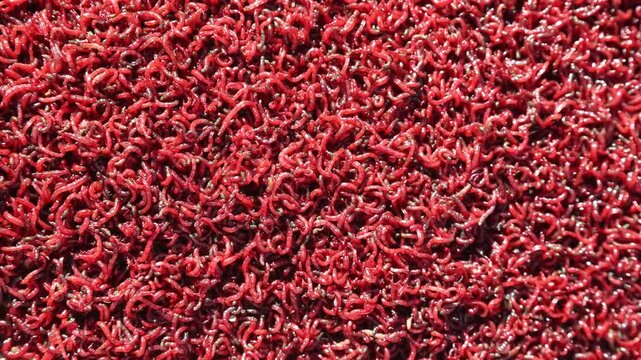 Bloodworm close up. worm-like red mosquito larvae for fishing High quality 4k footage