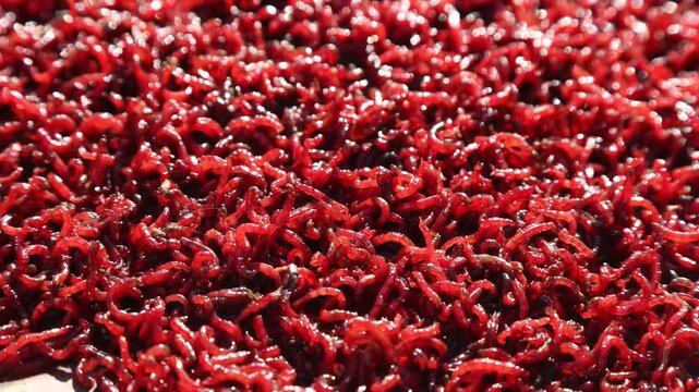 Bloodworm close up. worm-like red mosquito larvae for fishing High quality 4k footage