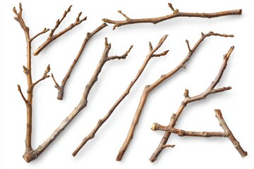 Fototapeta premium Several cut tree branches are arranged on a white surface with visible buds and textures