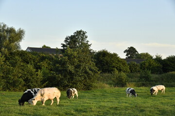 Vaches laitières broutant l'herbe d'une prairie en fin de journée à Ghislenghien (Ath) 