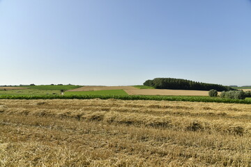 Champs de pailles sous un ciel bleu en &eacute;t&eacute; &agrave; Ghislenghien (Ath) 