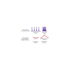 Diagram of the release of  fast and slow  neurotransmitters - e.g Glutamate and Neuropeptides -  time course and frequency - simple shcematic illustration.
