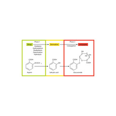 Aspirin metabolism - to salicylic acid and glucornide - phase 1 and phase 2 metabolism - Simple skeletal formula schematic illustration of biochemical transformation.