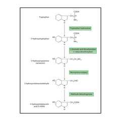 Serotonin Biosynthesis and Metabolism &ndash; Tryptophan to 5-HIAA &ndash; Enzymatic Steps and Molecular Structures