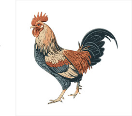 Chicken Vector
