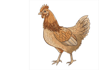 Chicken Vector