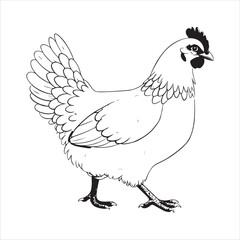 Chicken Vector