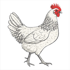 Chicken Vector