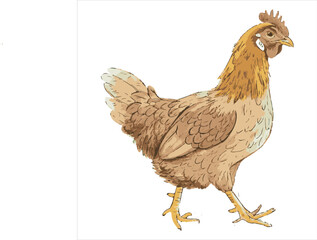 Chicken Vector