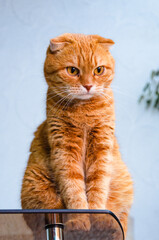 Orange cat sitting on the table in front of a white wall.
