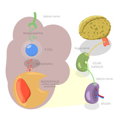 3D Isometric Flat  Illustration of Parasympathetic Nervous System, Medical Diagram