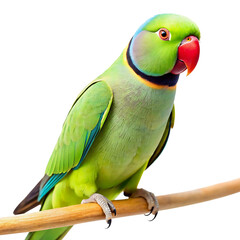 Indian Ringneck Parrot Isolated On Transparent Background. Indian Ringneck Parrot PNG.