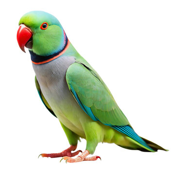 Indian Ringneck Parrot Isolated On Transparent Background. Indian Ringneck Parrot PNG.