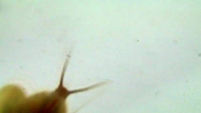 Tadpole shrimp in the water