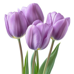 Closeup of vibrant purple tulips showcasing delicate petals against a Transparent background, Closeup several purple tulips isolated on PNG background