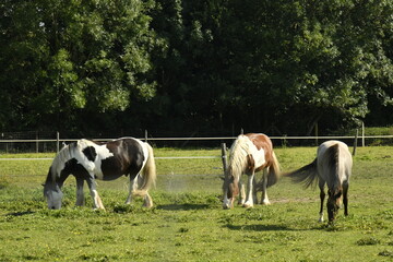 Obraz premium Chevaux broutant l'herbe dans l'une des pâtures à Ghislenghien (Ath)