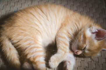 Adorable Orange Tabby Kitten Curled Up Sleeping Peacefully on Woven Mat

