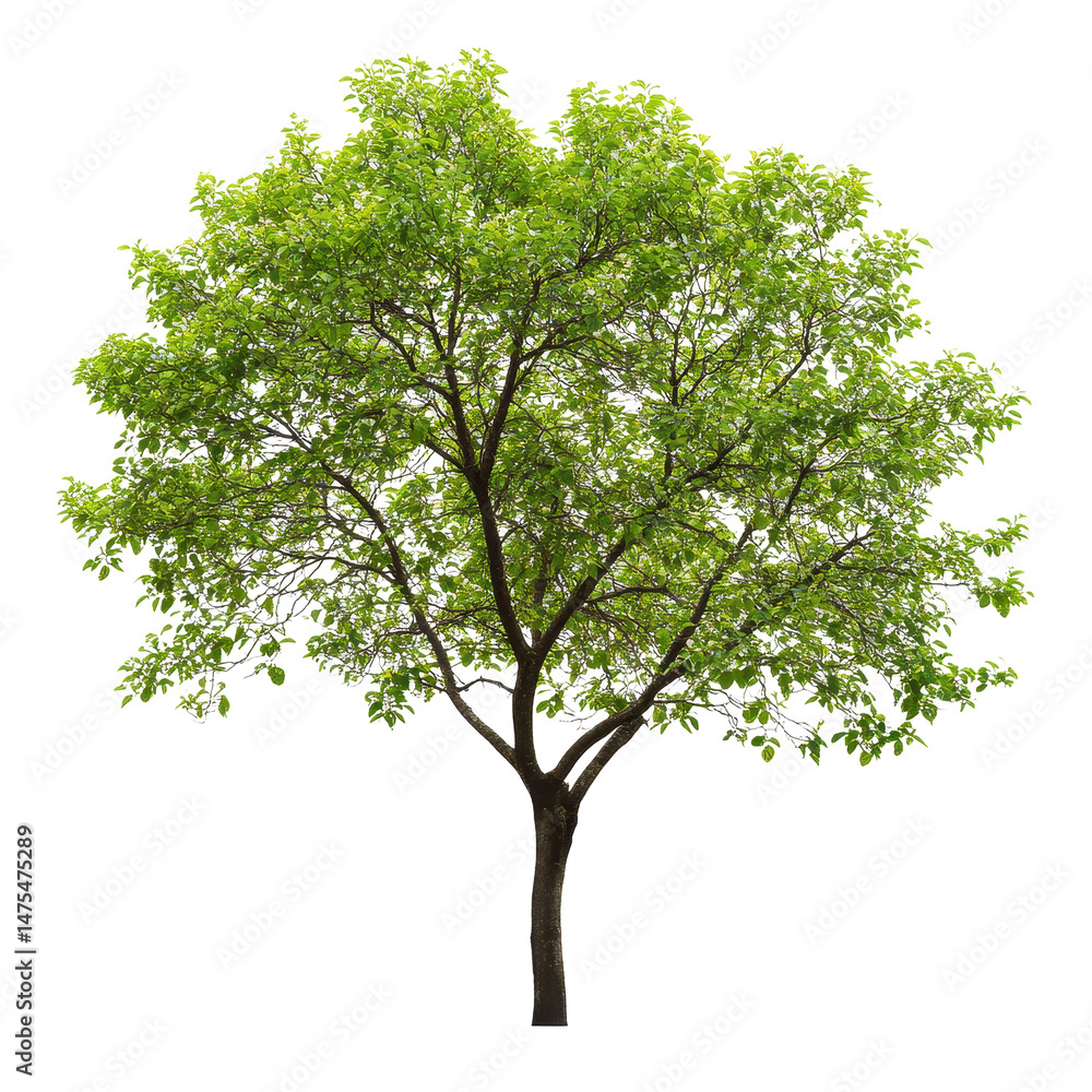 Poster tree with sparse natural leaves standing alone against a white background in a serene environment du