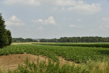 Fototapeta premium Prairie et terrain accidenté en été le long d'un bois à Ghislenghien (Ath) 