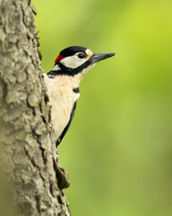 Great spotted woodpecker (Dendrocopos major) is a medium-sized woodpecker with pied black and white plumage and a red patch on the lower belly.