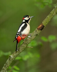 Great spotted woodpecker (Dendrocopos major) is a medium-sized woodpecker with pied black and white...